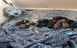 Mixed Breed dogs for sale: Bedlington x whippet puppies - Image 1