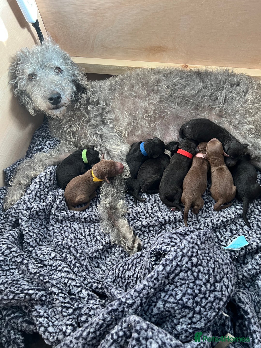 Mixed Breed dogs for sale: Bedlington x whippet puppies - Image 1
