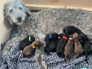 Mixed Breed dogs - Advert 29