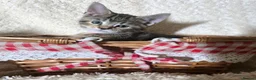 Mixed Breed cats for sale: Fantastic Four - Advert 18
