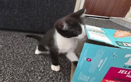 European cats for sale: Kittens - Image 2