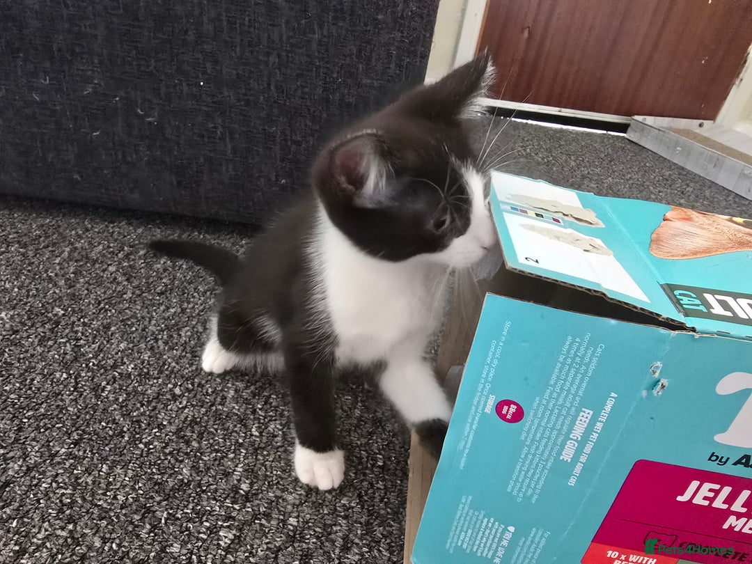 European cats for sale: Kittens - Image 2