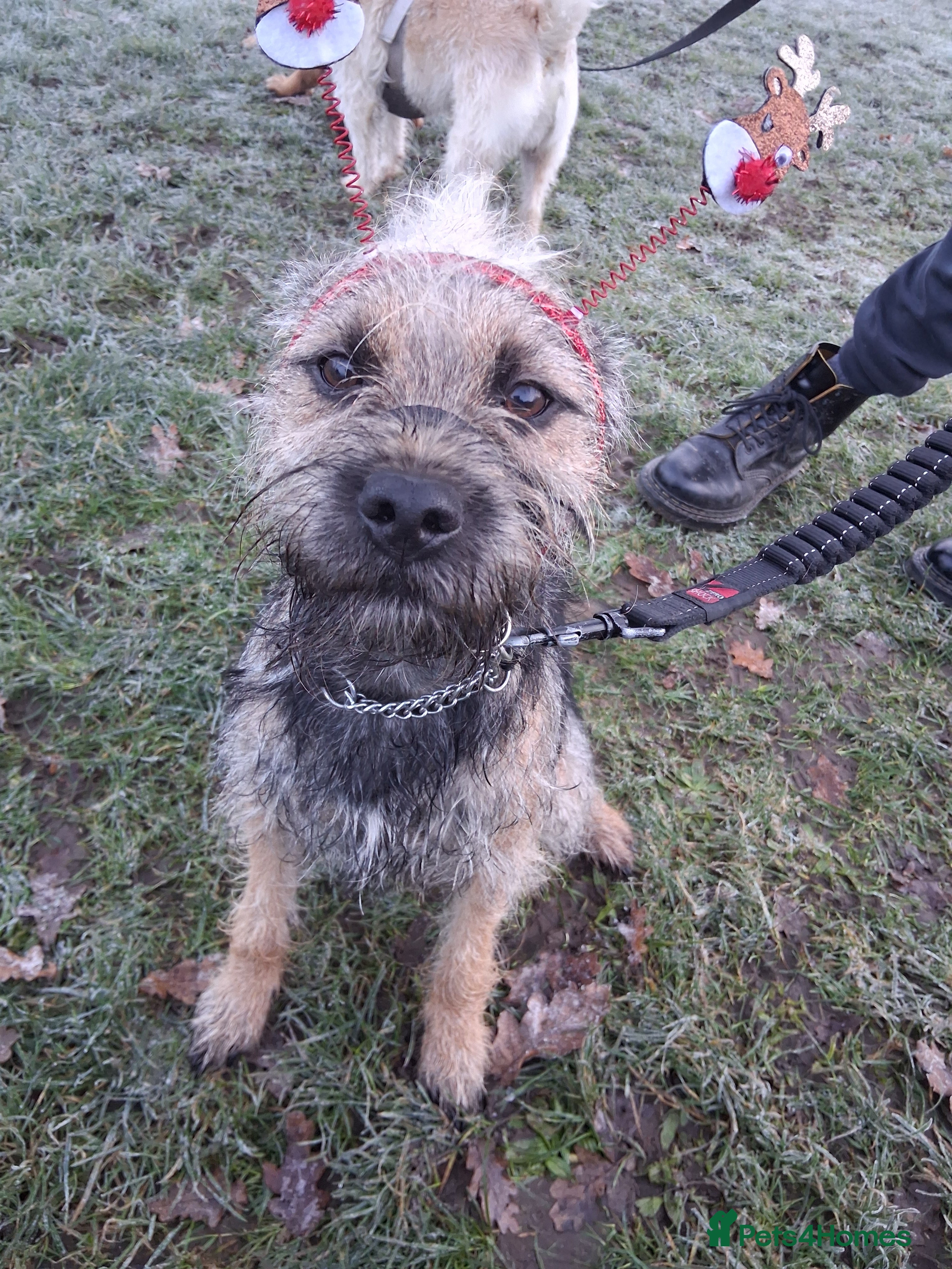 Border Terrier dogs 9 month old Border Terrier  - Advert 17