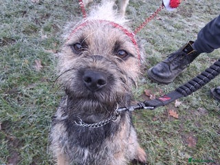 Border Terrier dogs 9 month old Border Terrier - Advert 17