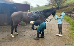 English Thoroughbred horses for sale: 16'1 ROR Eligible Sweetheart  - Image 8