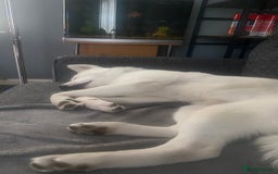 Mixed Breed dogs for sale: White Female Akita  - Image 8