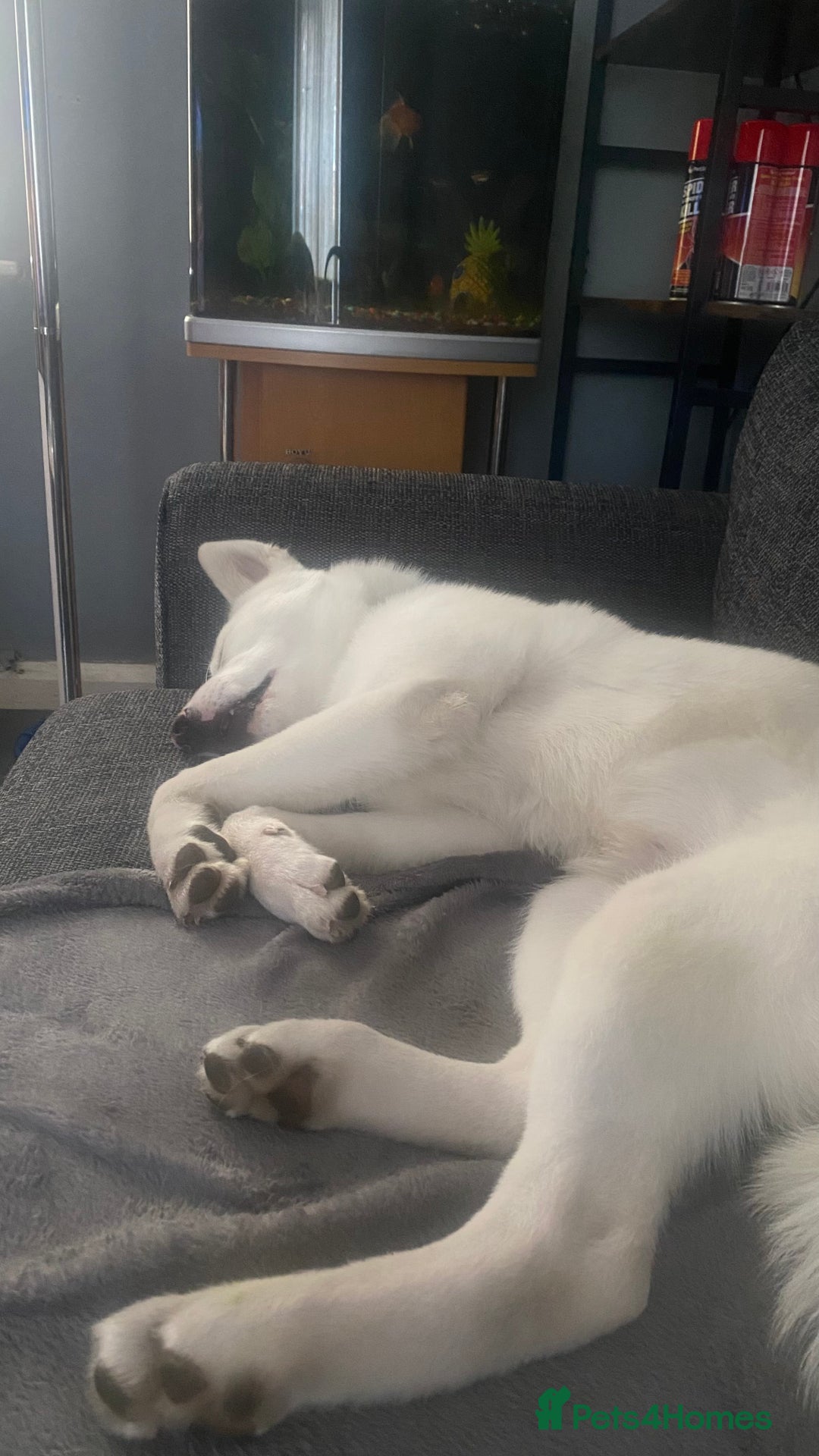 Mixed Breed dogs for sale: White Female Akita  - Image 8