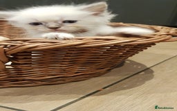 Siberian cats for sale: Hypoallergenic Siberian Neva Masquerade kittens. - Image 18