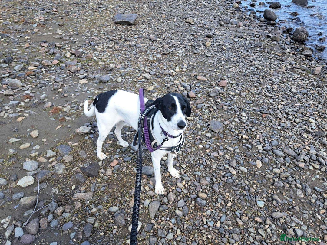 Pointer dogs for adoption: Charlie is looking for his forever home  - Image 11