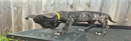 Presa Canario dogs for sale: Presa Canario Puppies ♥️  - Advert 3