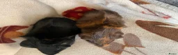 Guinea Pig rodents for sale: 2 / Pair of Female or Male Guinea Pigs ready to go - Advert 2