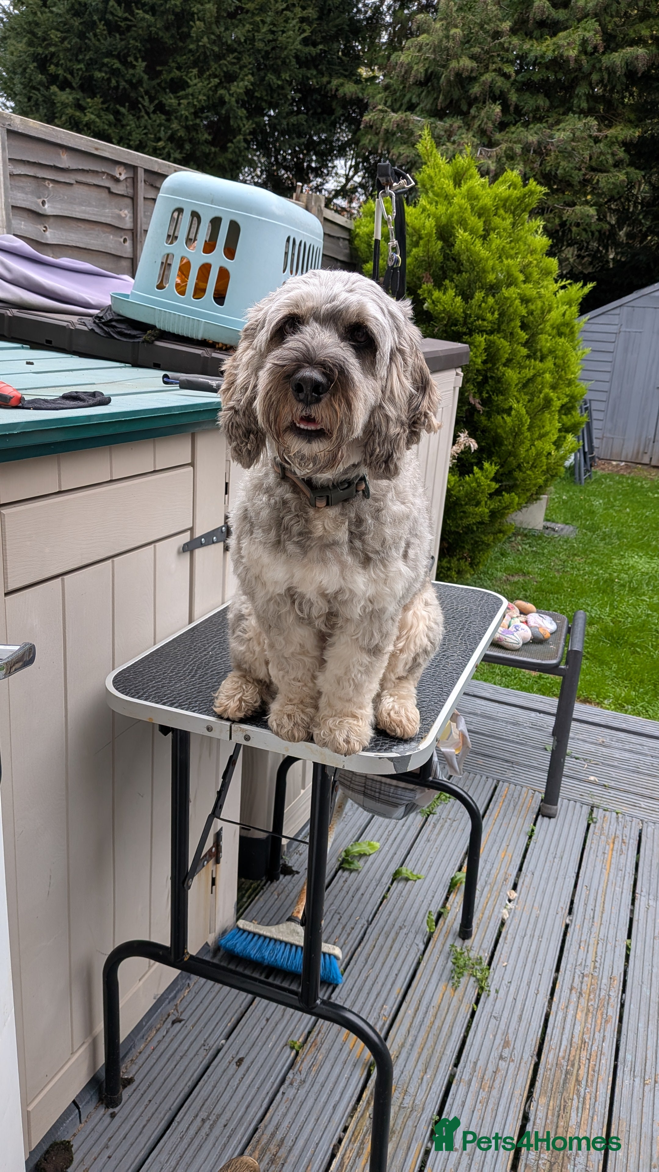 Cockapoo dogs Cockapoo pups due February  - Advert 1