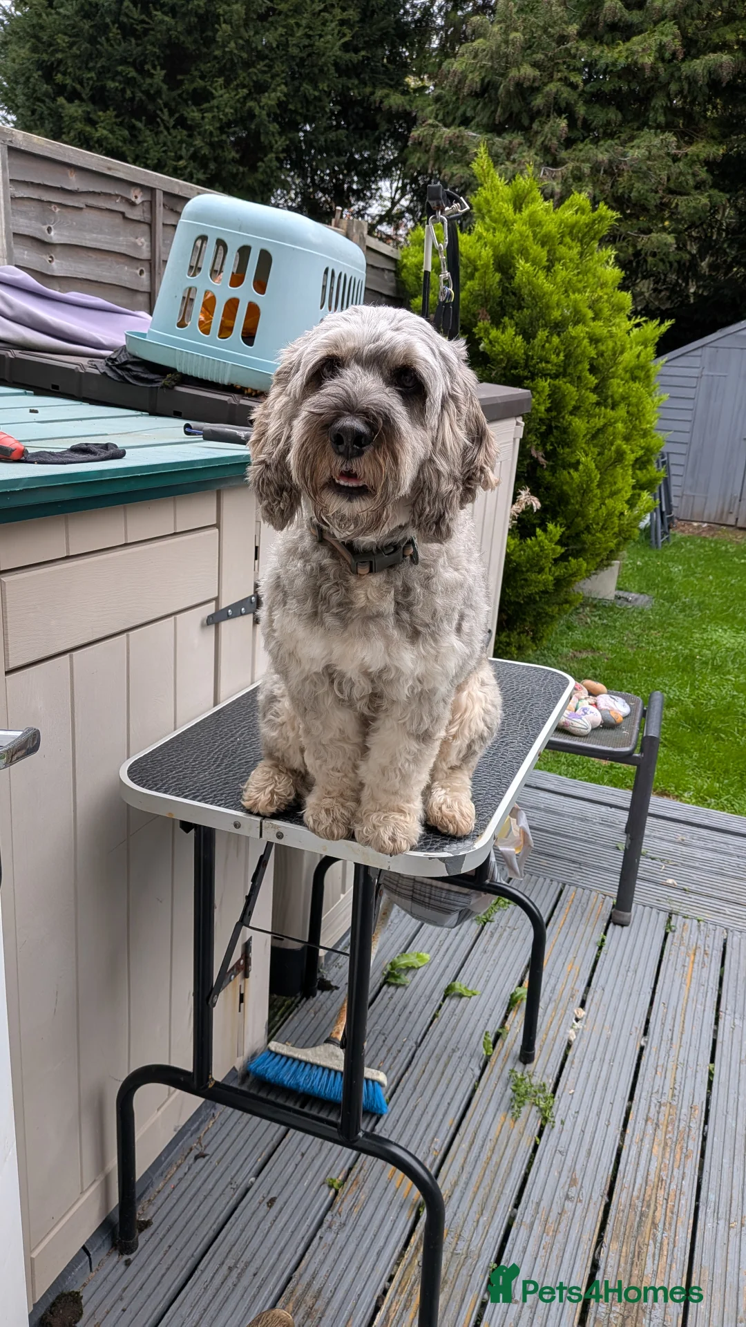 Cockapoo dogs for sale: Cockapoo pups due February  - Advert 1