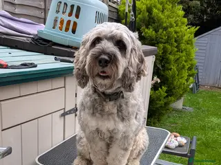 Cockapoo dogs Cockapoo pups due February - Advert 10