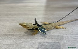 Bearded Dragon reptiles for sale: Bearded dragon and full set up  - Image 12