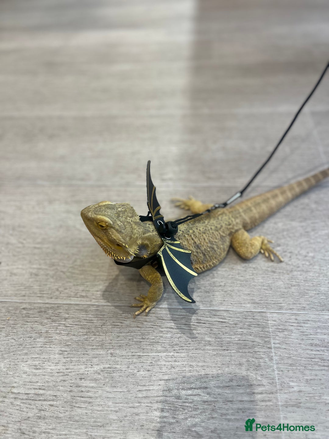 Bearded Dragon reptiles for sale: Bearded dragon and full set up  - Image 12