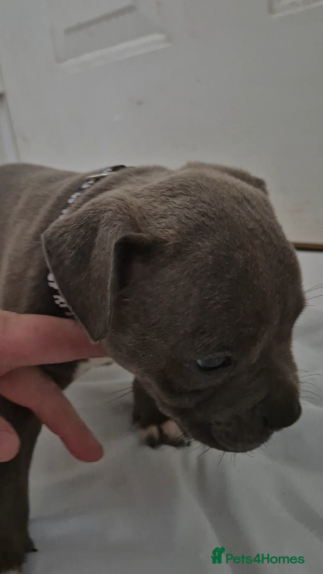 Staffordshire Bull Terrier dogs for sale: Blue Staffs £1,100 Deposit is £245 - Image 5