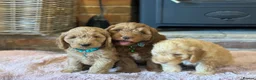 Cockapoo dogs for sale: Beautiful cockapoo puppy’s🩵🩷 - Advert 11
