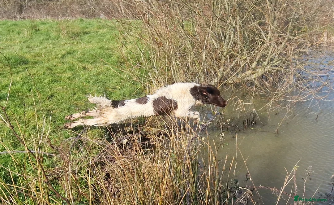 English Springer Spaniel dogs for stud: Fully Health Tested Exceptionally bred ESS Stud in Rye - Advert 10