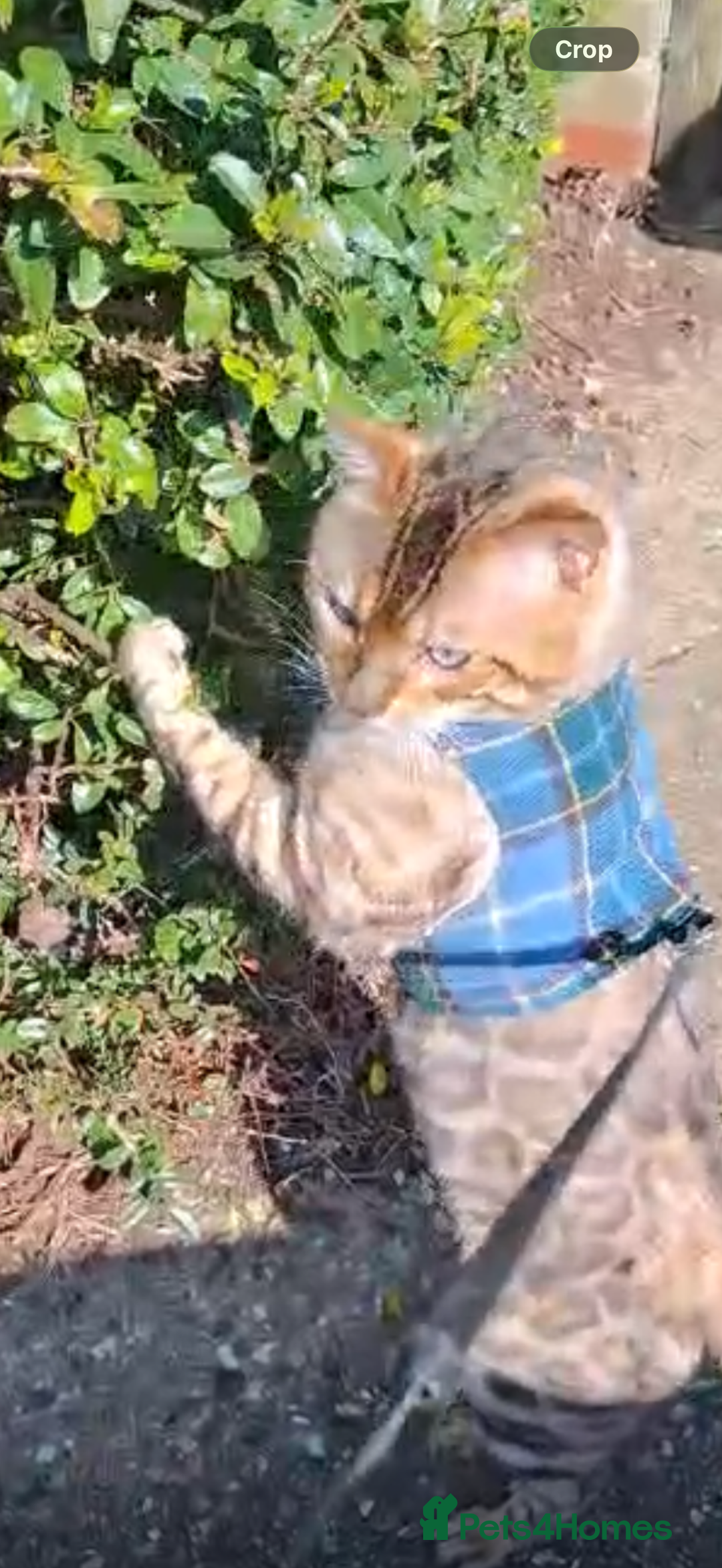 Bengal cats for sale: Snow Bengal Kittens, TICA Registered Pet only! - Advert 1