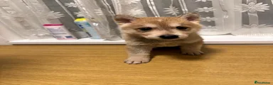 Shepsky 4