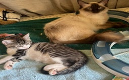 Ragdoll cats for sale: Ragdoll Cross Female Kittens - Image 15