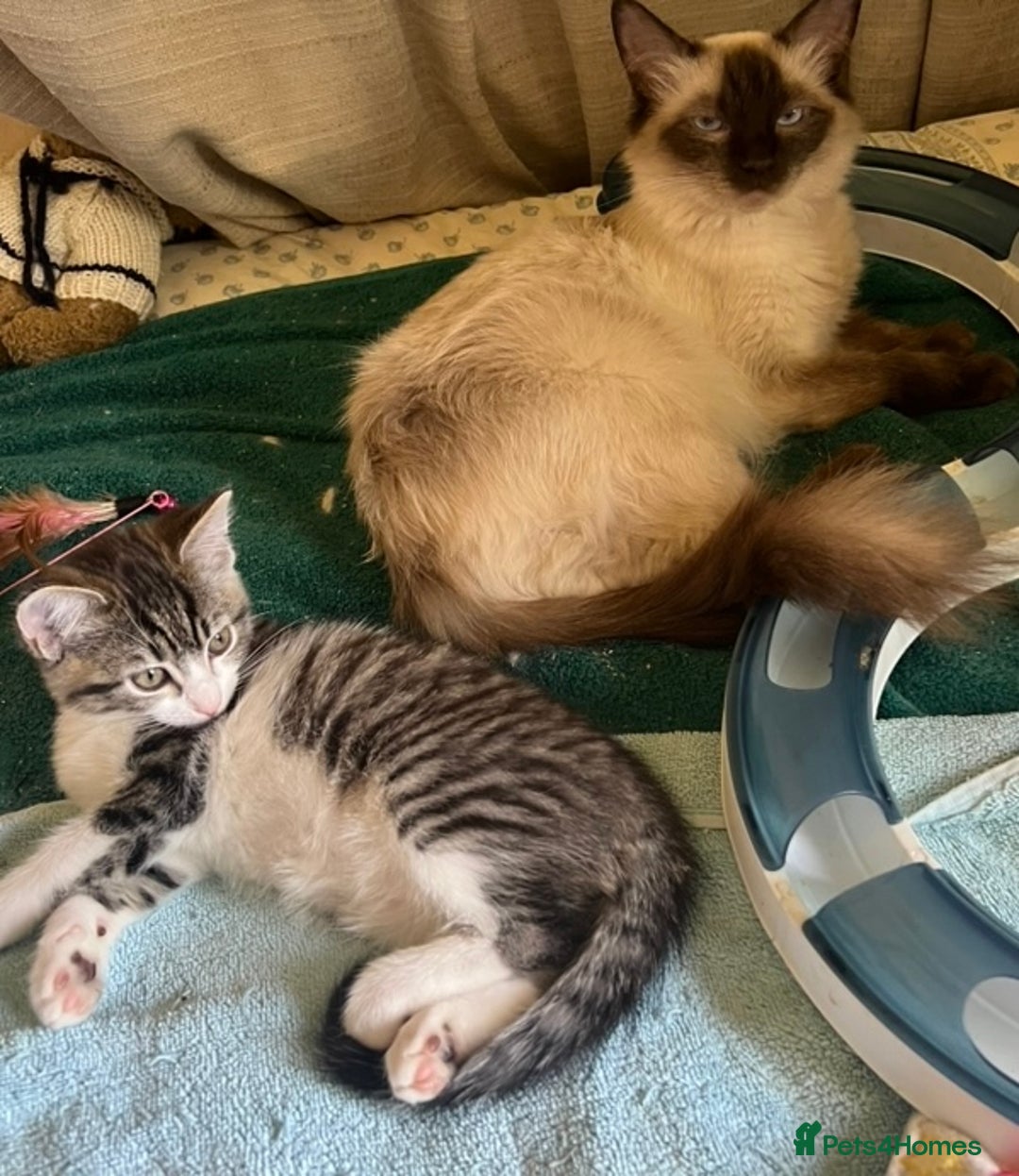 Ragdoll cats for sale: Ragdoll Cross Female Kittens - Image 15