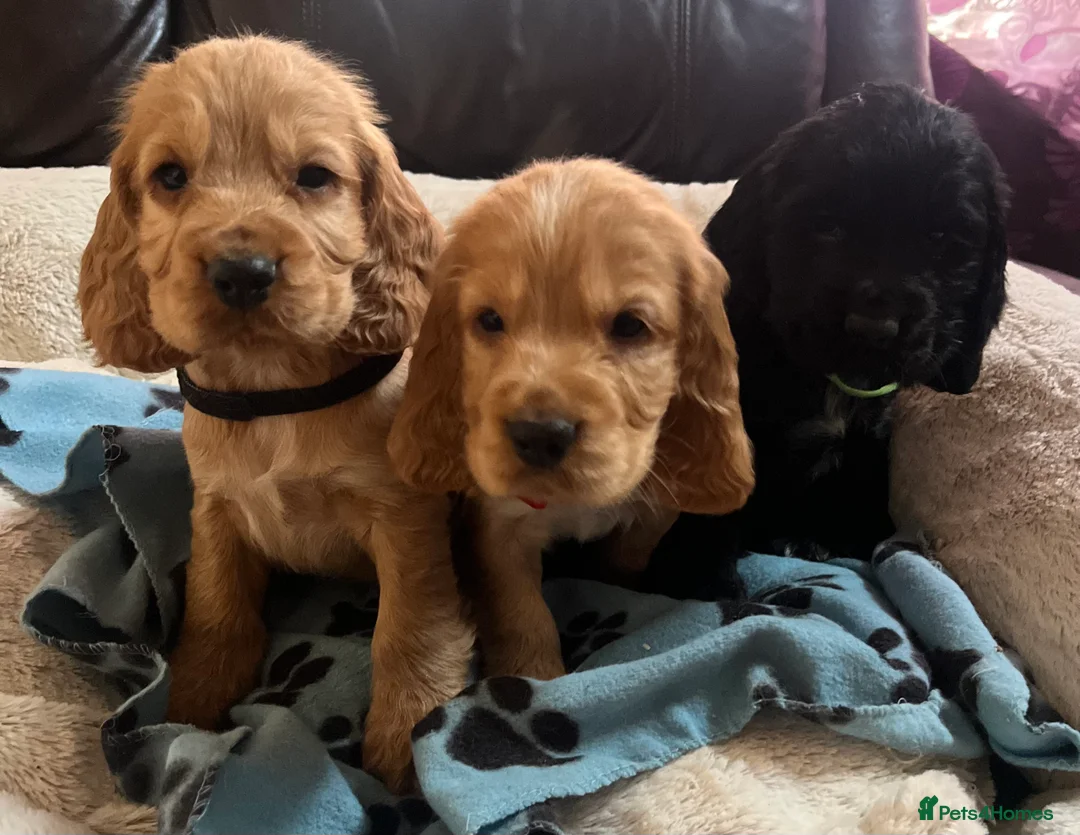 Cocker Spaniel dogs for sale: Stunning show type cocker spaniel puppies  - Advert 5