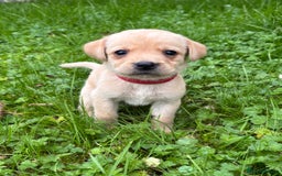 Labrador Retriever dogs for sale: Outstanding KC Registered Labrador Puppies - Image 8