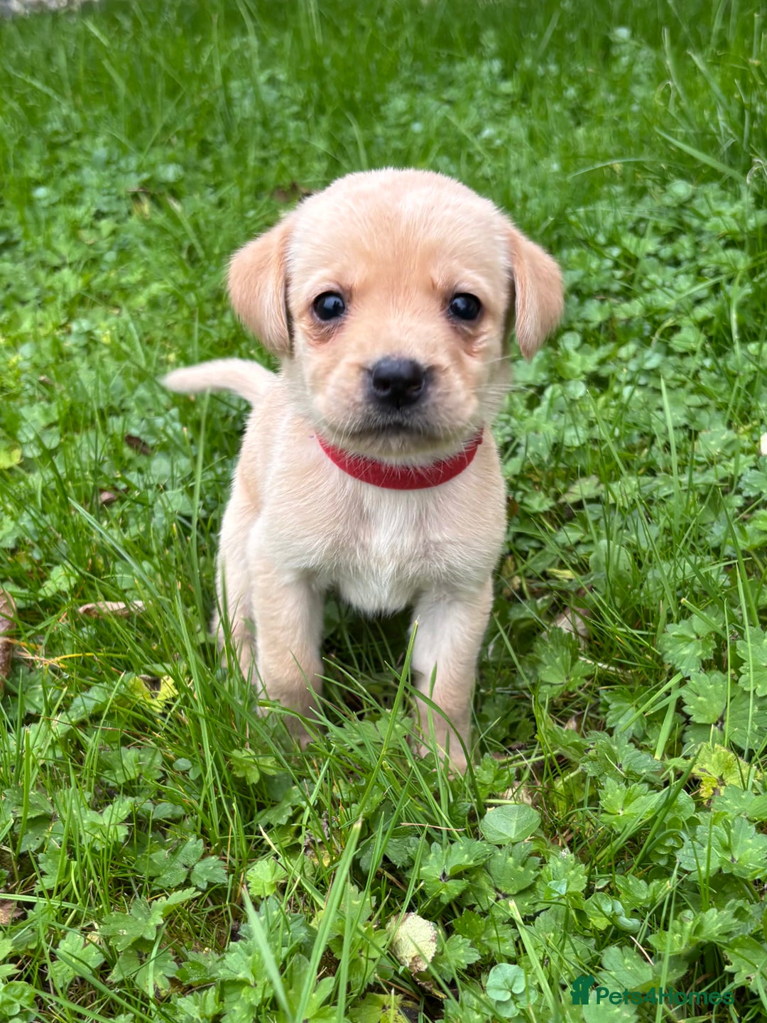 Labrador Retriever dogs for sale: Outstanding KC Registered Labrador Puppies - Image 8