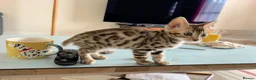 Bengal cats for sale: Brown Bengal Boy (last one) - Advert 25