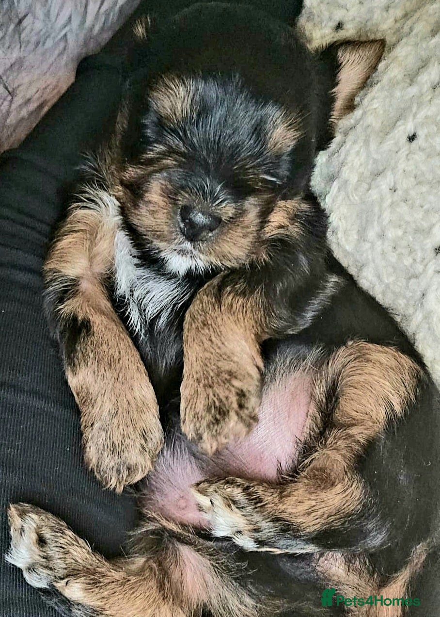 Yorkshire Terrier dogs ✨ Exquisite Yorkshire Terrier Puppies Available ✨ - Advert 1