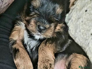 Yorkshire Terrier dogs ✨ Exquisite Yorkshire Terrier Puppies Available ✨ - Advert 1