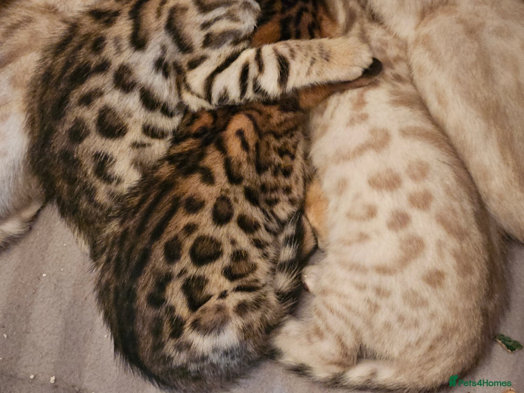 Bengal cats for sale: Pure Bengal kittens for sale - Image 18