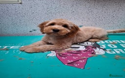 Cavapoo dogs for sale: Cavapoo 20 weeks  - Image 1