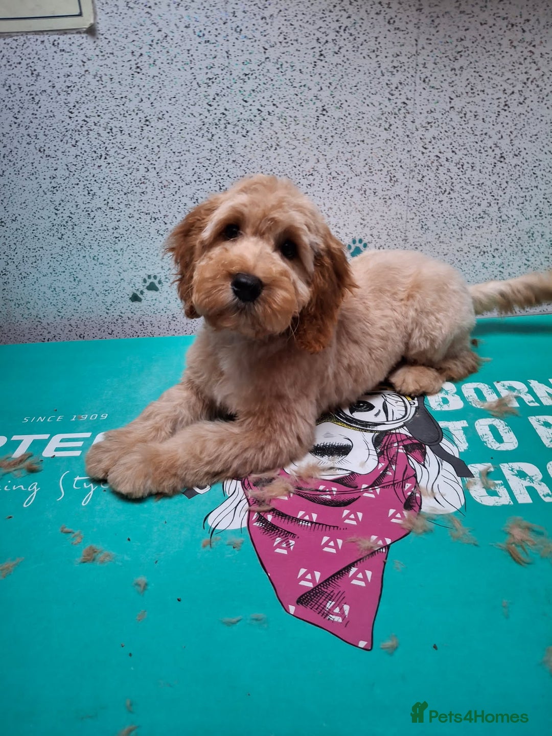 Cavapoo dogs for sale: Cavapoo 20 weeks  - Image 1