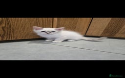 Ragdoll cats for sale: 2 Stunning Ragdolls Kittens Left  - Image 9