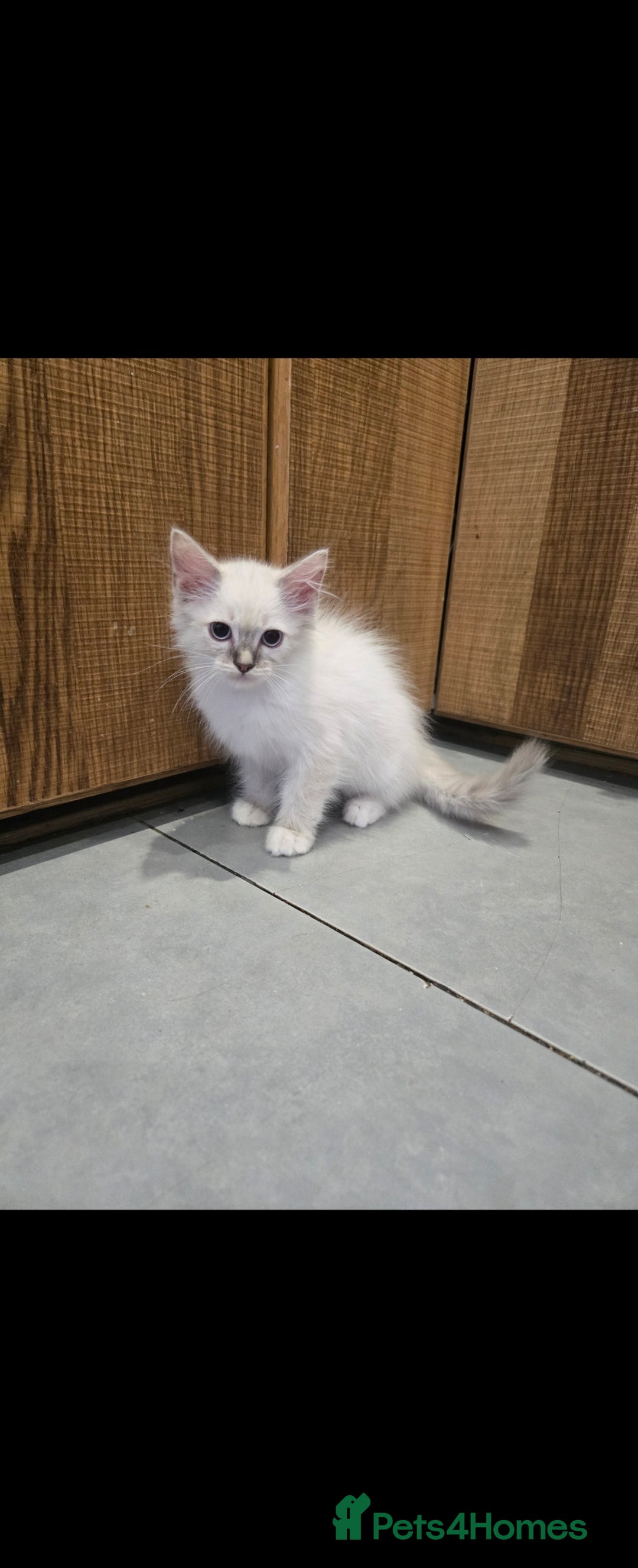 Ragdoll cats for sale: 2 Stunning Ragdolls Kittens Left  - Image 9