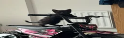 Mixed Breed cats for sale: Kittens for sale  - Advert 24