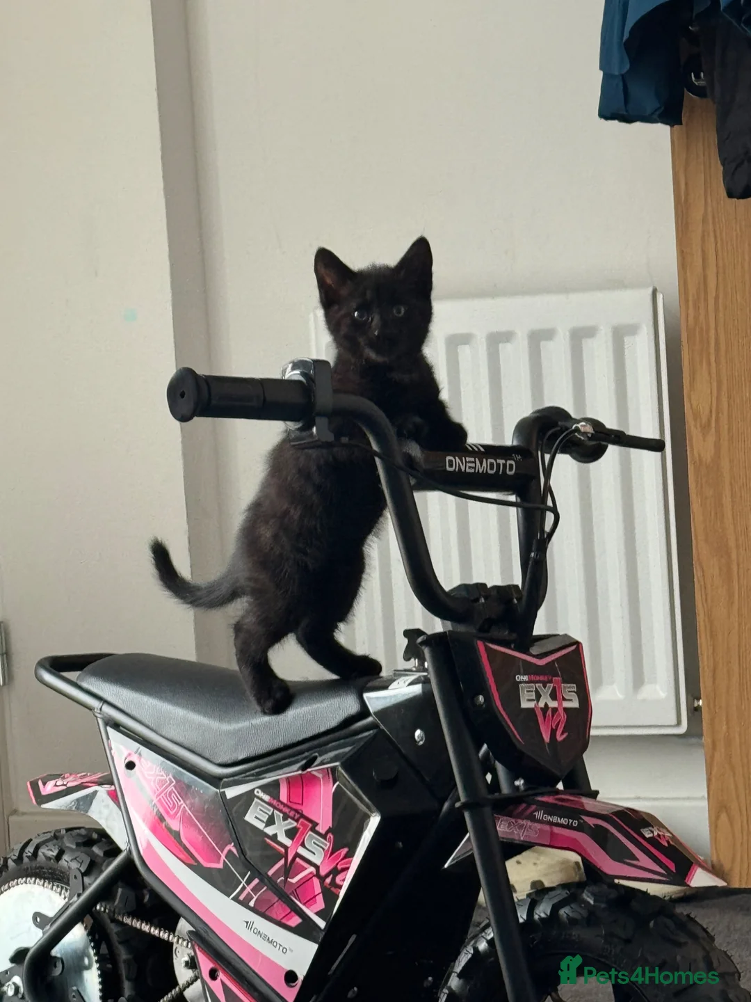 Mixed Breed cats for sale: Kittens for sale  - Advert 24