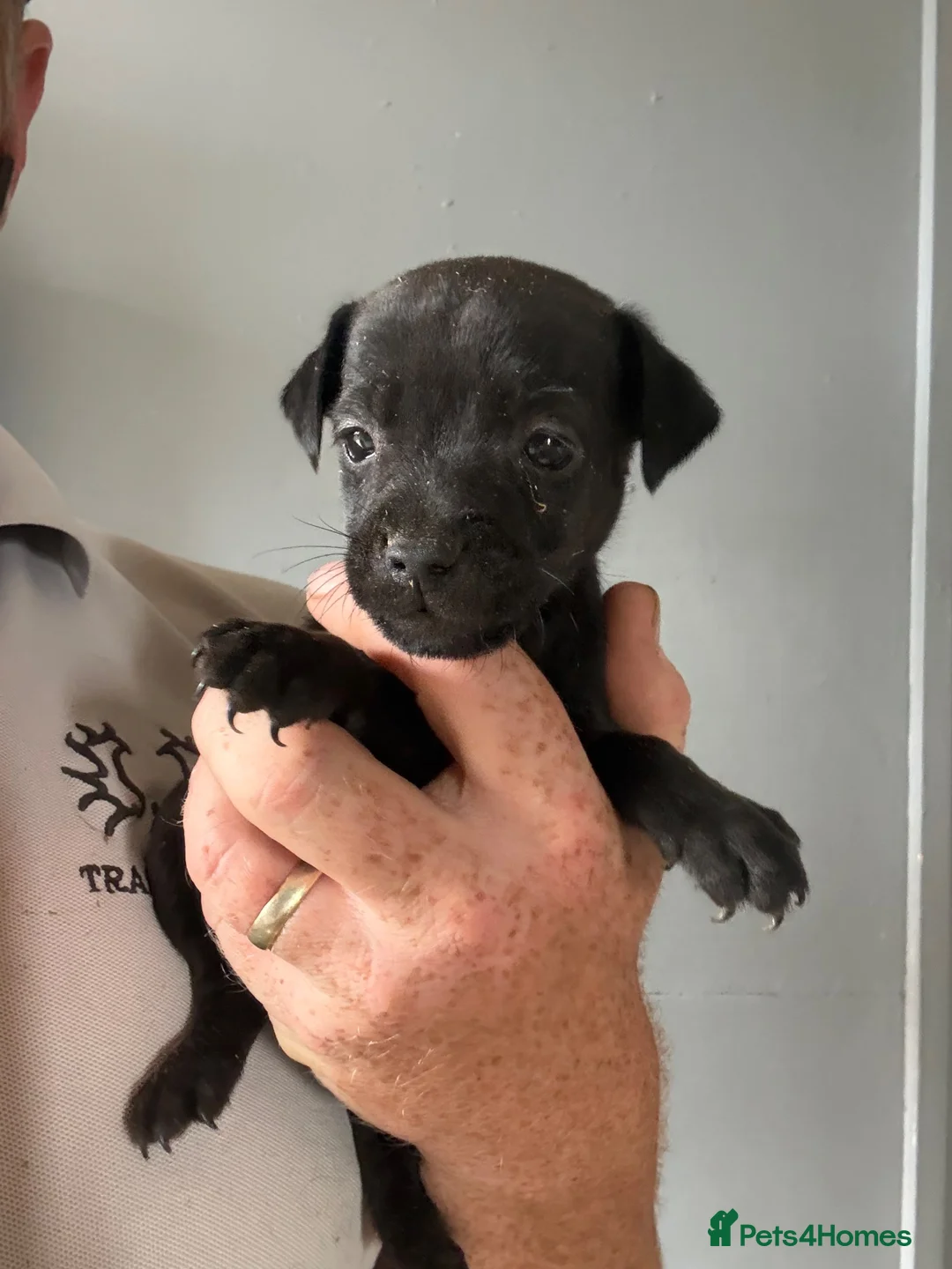 Patterdale Terrier dogs for sale: Quality 8 week old Patterdale Pups Available  - Advert 26