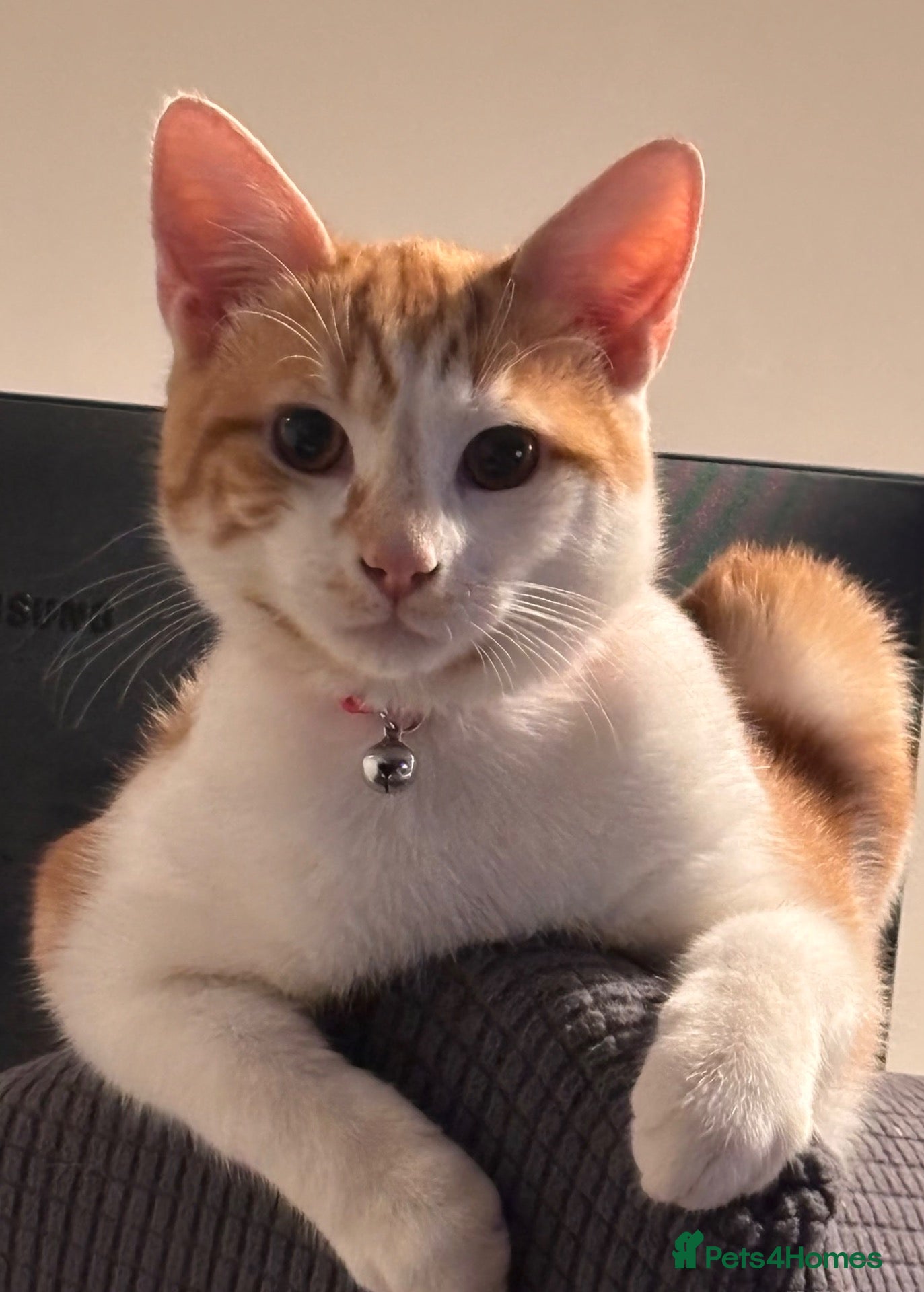 Mixed Breed cats Sweet ginger cat looking for new home  - Advert 1
