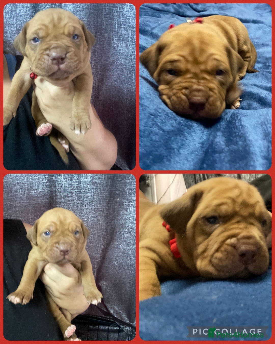 Mixed Breed dogs for sale: Dogue de bordeaux x staff puppies  - Advert 9