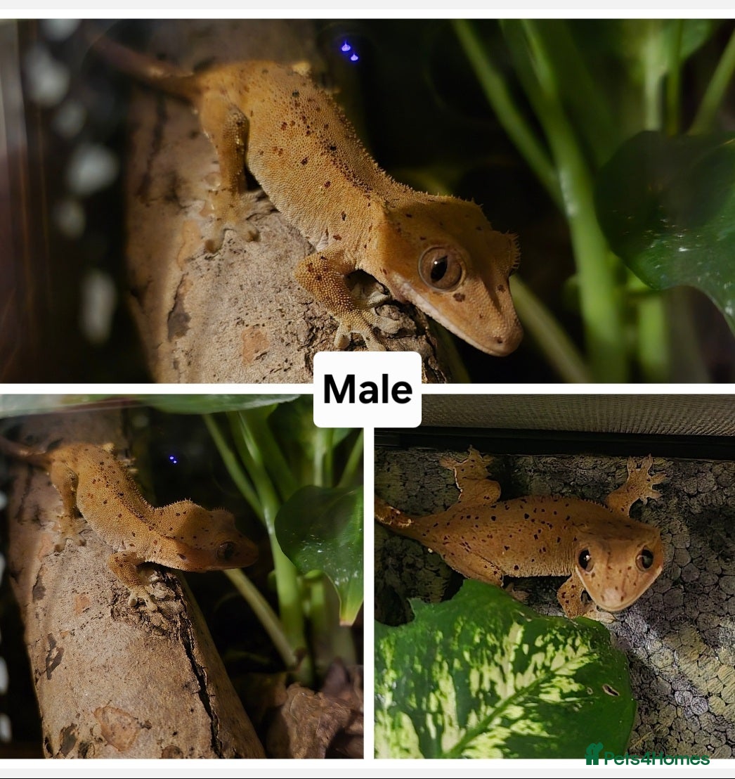 Gecko reptiles for sale: Crested Geckos  in Solihull - Advert 1
