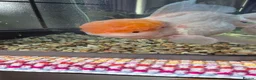 Fancy Goldfish fish for sale: GIANT ORANDA - Advert 7