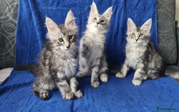 Maine Coon cats for sale: GCCF Registered - Maine Coon Kittens - Image 8
