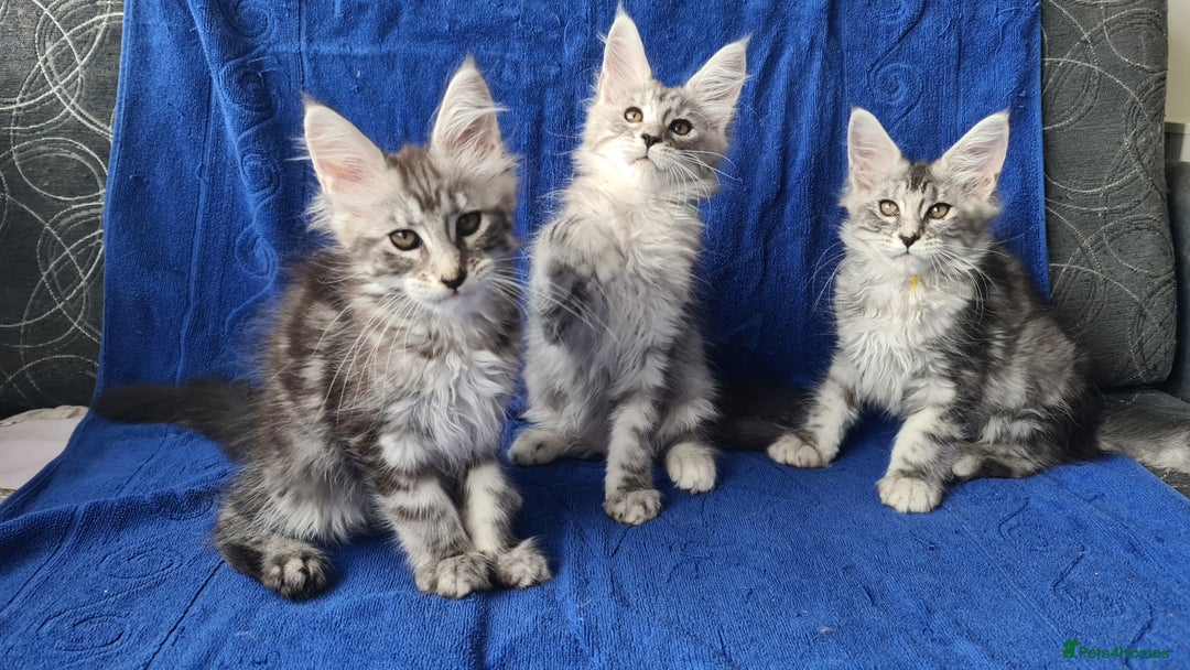 Maine Coon cats for sale: GCCF Registered - Maine Coon Kittens - Image 8