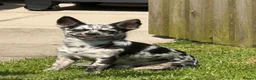 Chihuahua dogs for sale: Beautiful Chihuahua Puppies Raised in Loving Home - Advert 18