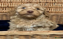 Cockapoo dogs for sale: Beautiful Rare Colour Cockapoo  - Image 4