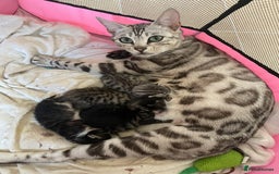 Bengal cats for sale: Beautiful Bengal kittens  - Image 7